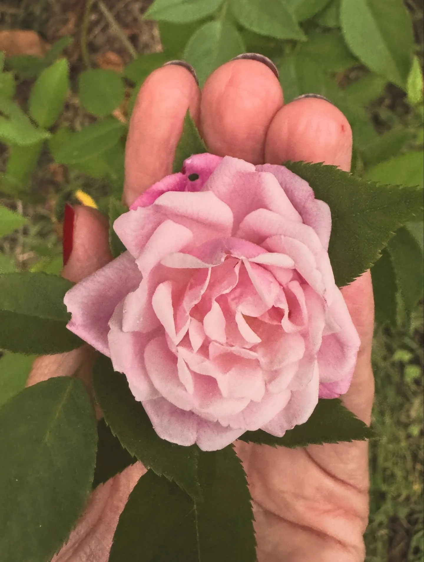 Venus moved&nbsp;into Libra on Oct 13 while in the Rose Gate of the Womb Space / Sacral Energy Center, on the same day that Pluto stationed direct in Aquarius.

✨🖤🌹🖤✨
What does this mean for you? 
Venus is in one of her home signs while in Libra, 