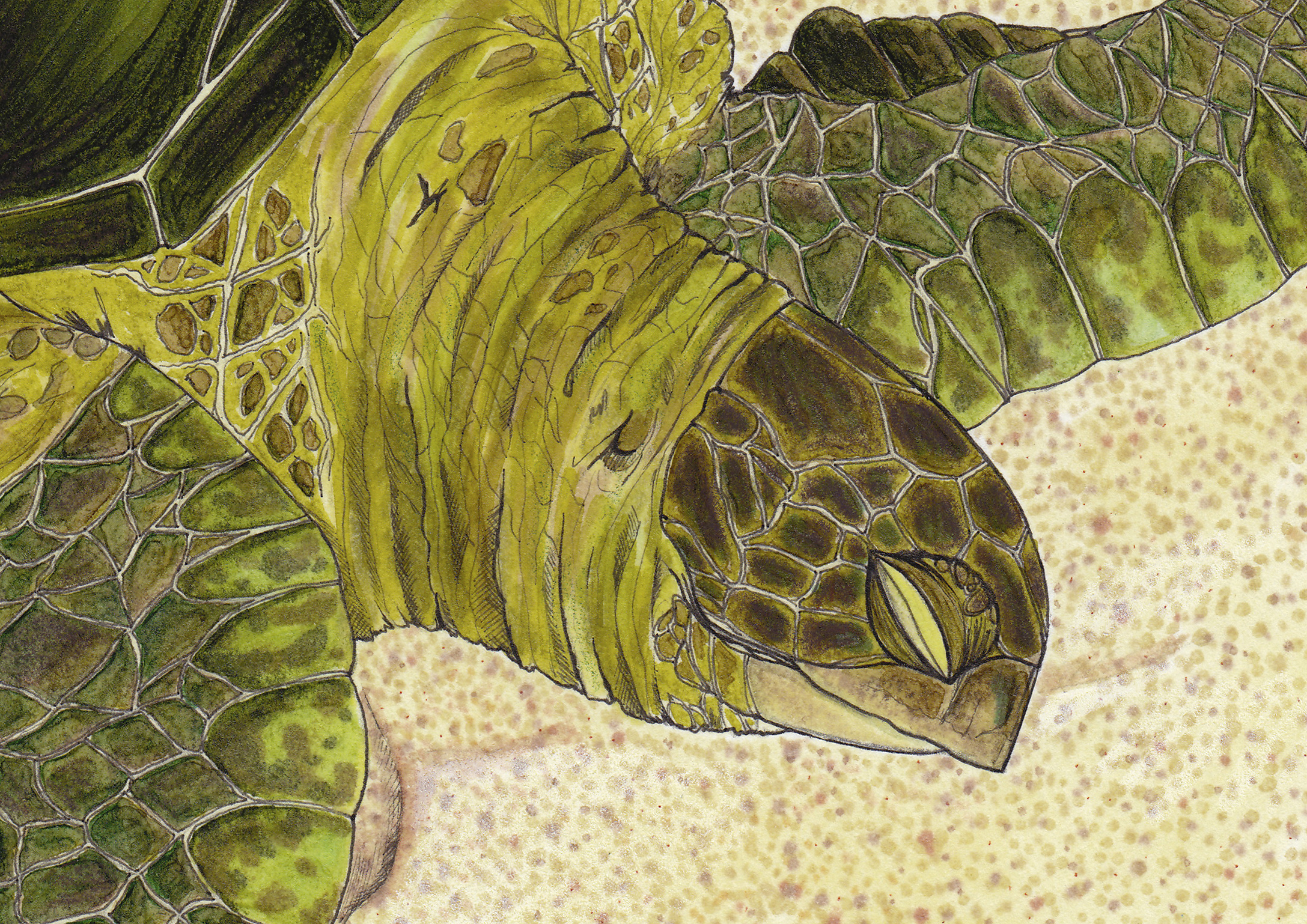 sleepingturtleHZ5x7.jpg