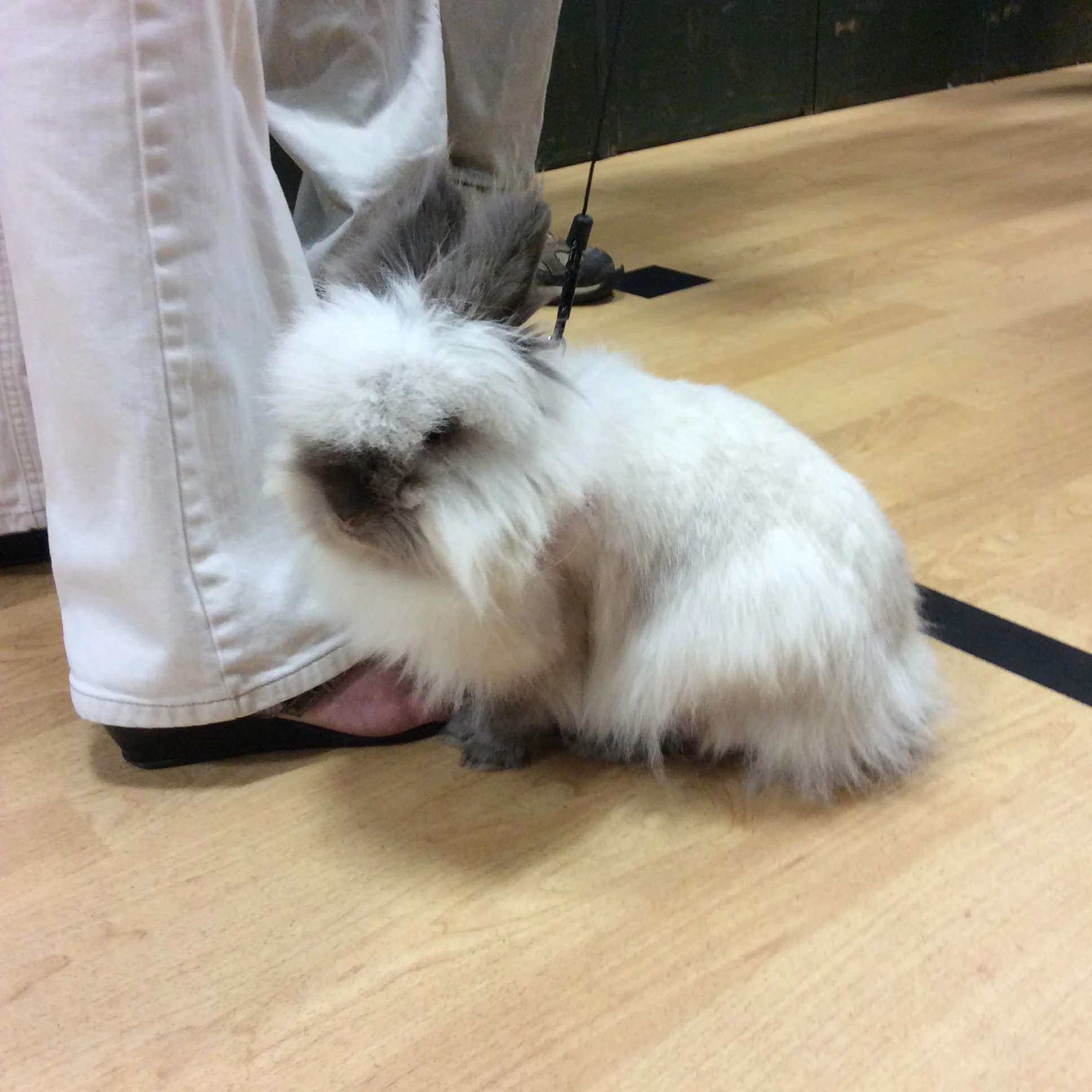 "Stardust" the rabbit on a leash