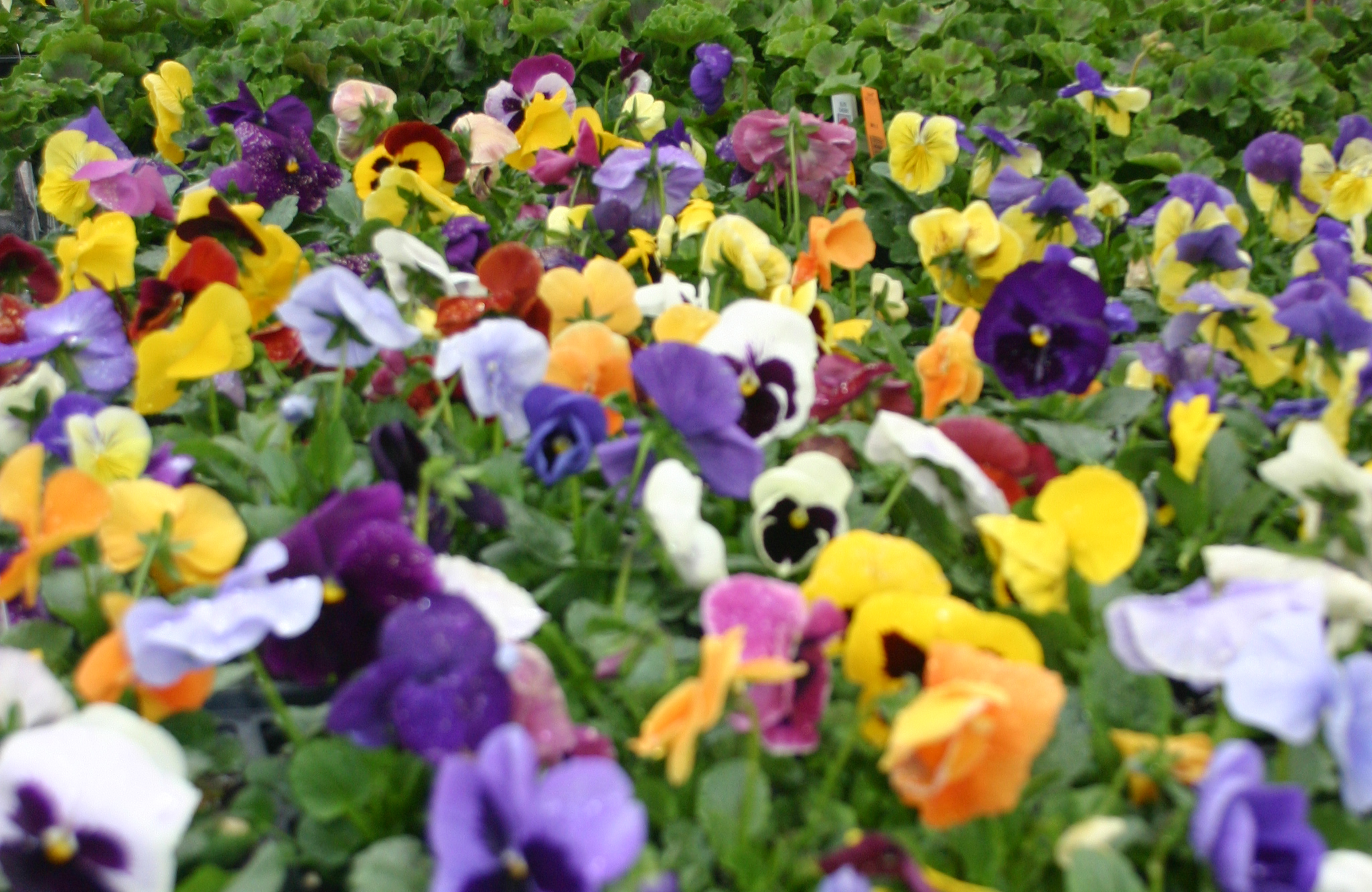 pansies_crop.jpg