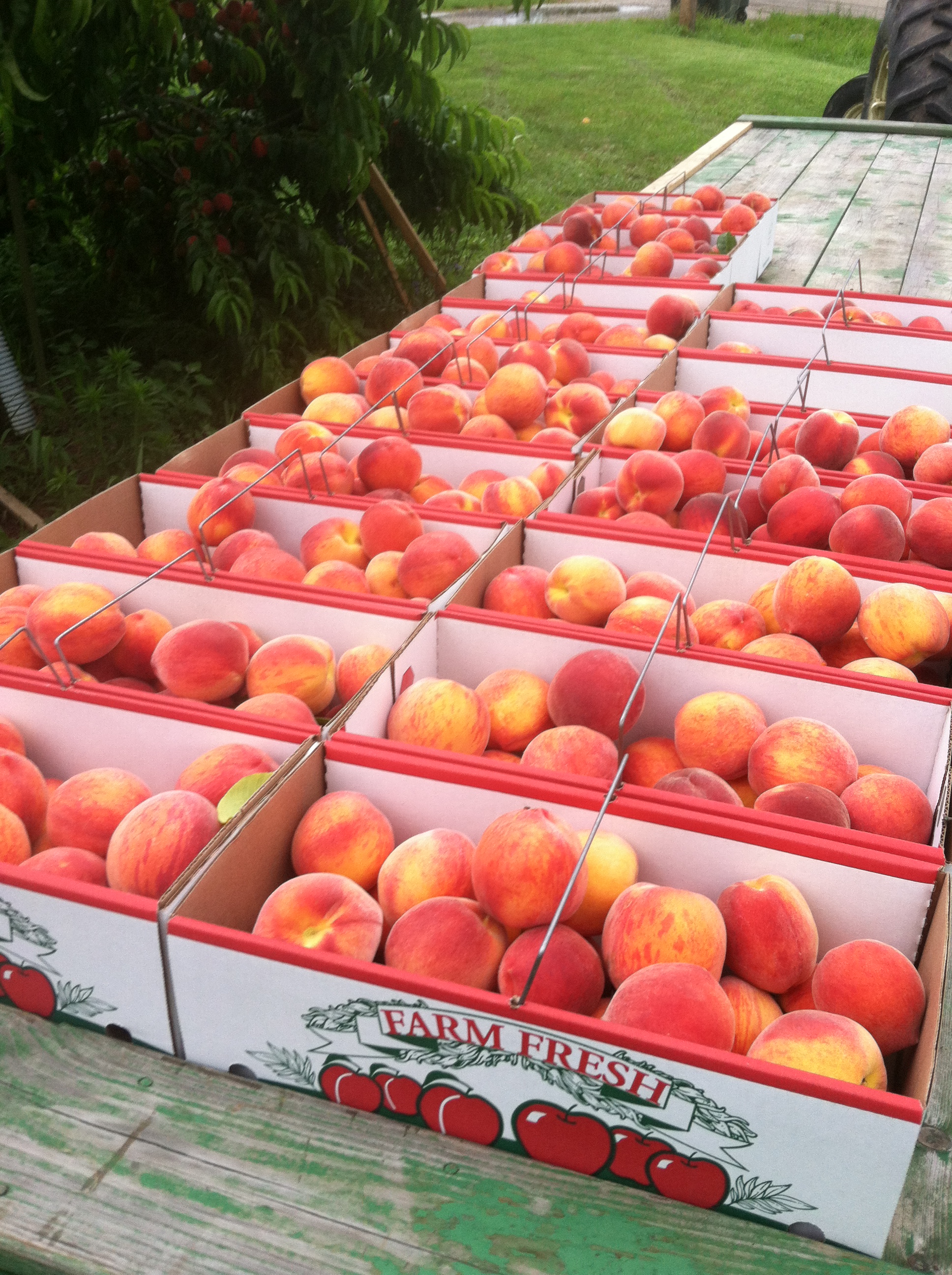 peaches on wagon 13.JPG