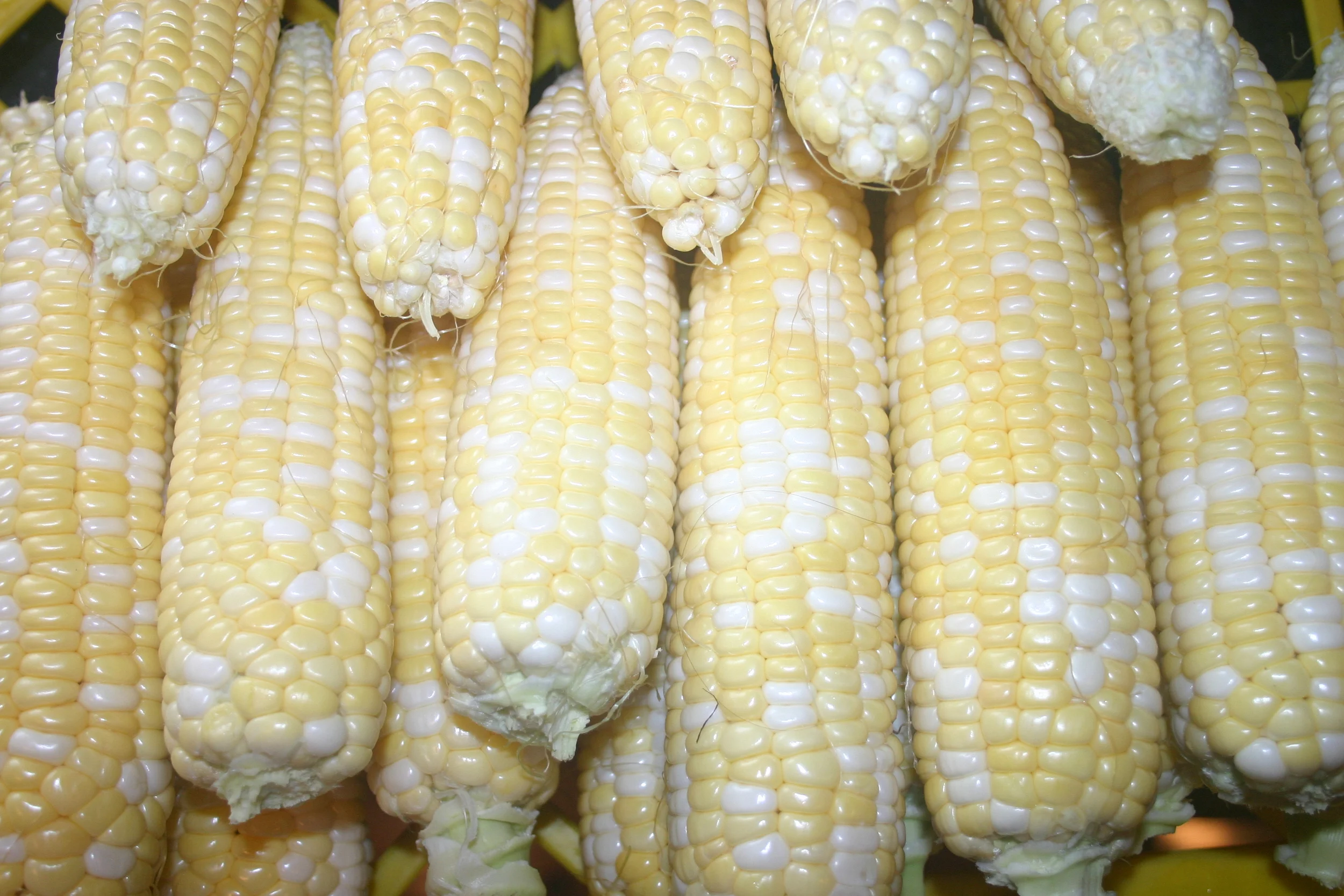 How To FREEZE CORN — Paige's Produce