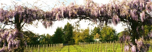 img_cu_wisteria.jpg