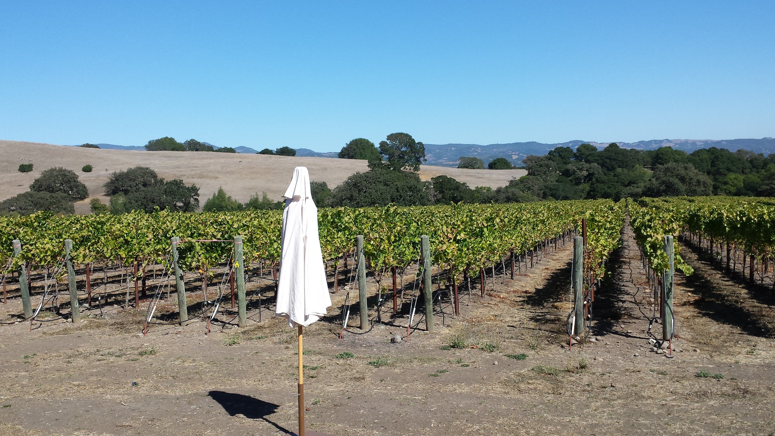 Any guesses the name of this famous vineyard in Sonoma Valley? Here's your hint: We are pouring chardonnay from there this Saturday!