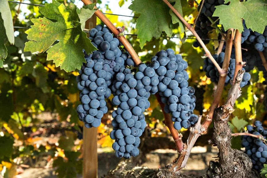 primitivo 40245-bigview.jpg