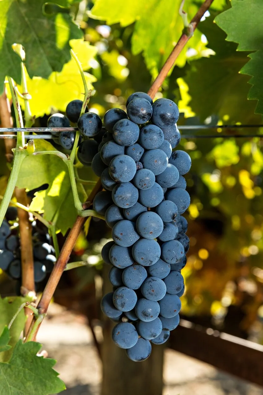 primitivo 40254-bigview.jpg