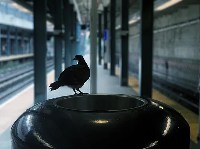 Majestic Creature
•
#pigeon #nycpigeon #raven #silhouette #birdsofinstagram #birdsilhouette #putabirdonit #scavenger #vermin #subway #subwaybird #trashcan #urbanwildlife #nyc #newyorkcity #newyorkfuckingcity #brooklyn #newkirkplaza #onepointperspective #vanishingpoint #portraitmode #iphonephotography #mta #nyctransit #nycmta #nycsubway #subway #subwaycreatures