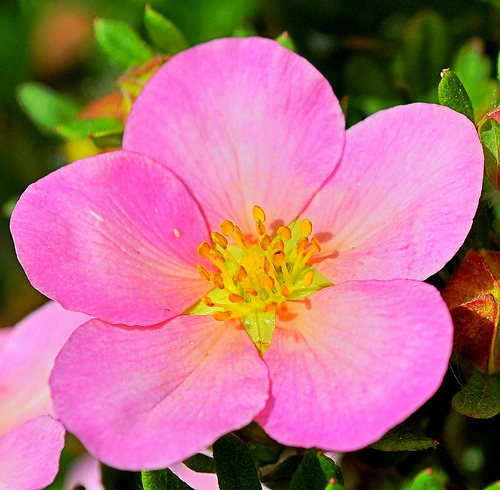 mandala - five petaled rose.jpg