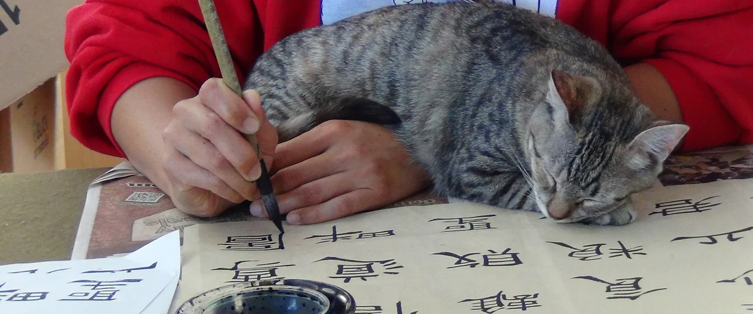   Tiger sleeping on my wrist while I practiced calligraphy. In ancient calligraphic practice, some had used the method of putting a small cup of water on one's brush-holding hand. If you could finish writing a piece of calligraphy without spilling on