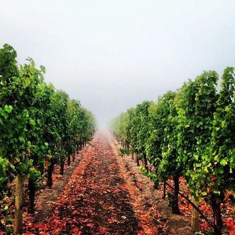 Wineries.jpg