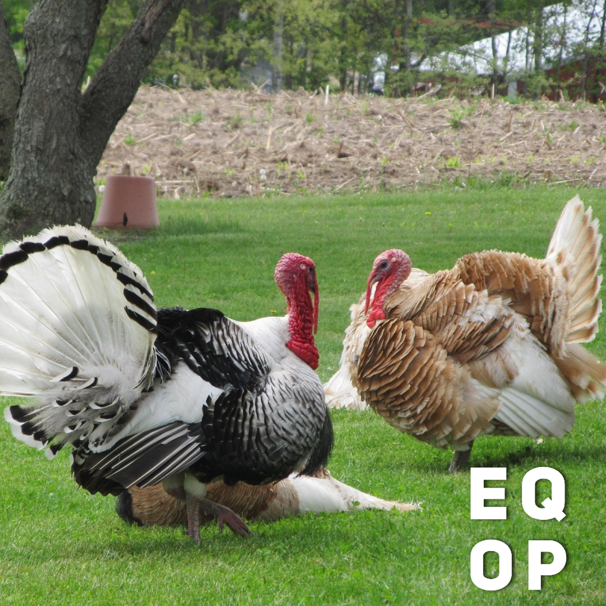 Рыжий индюк. Индюки/перепелки. Индюк и кролики. Ферма индюков. Индюк семейство фазановые.