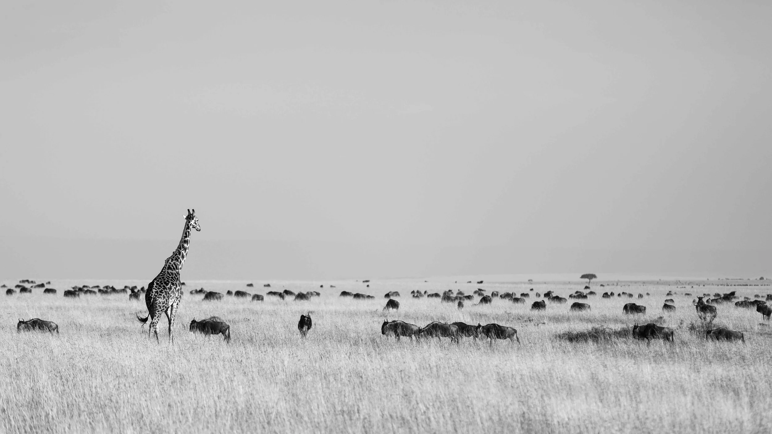 20150814-_K4A9848-Bearbeitet.jpg