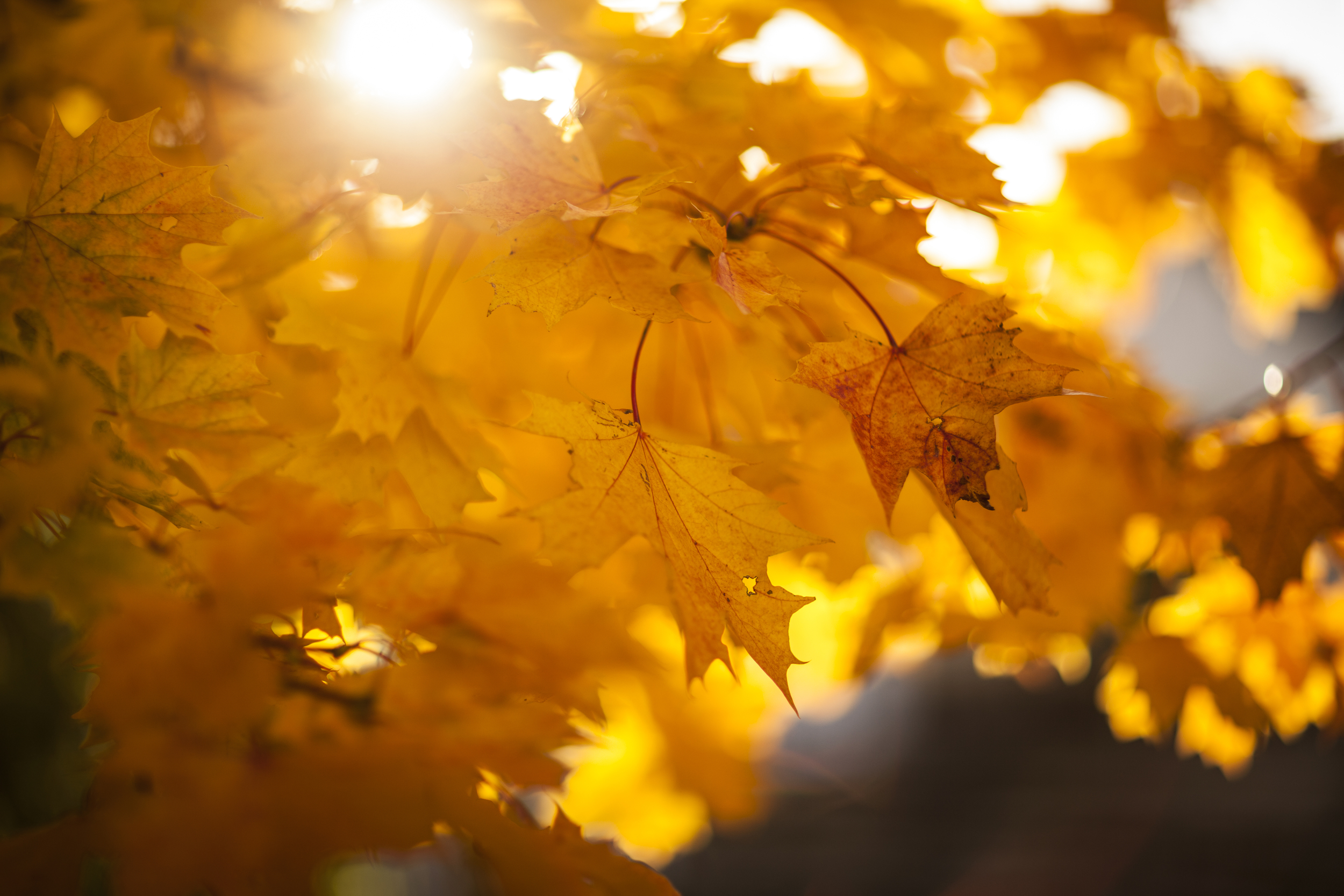 Indian Summer 2012-10.jpg