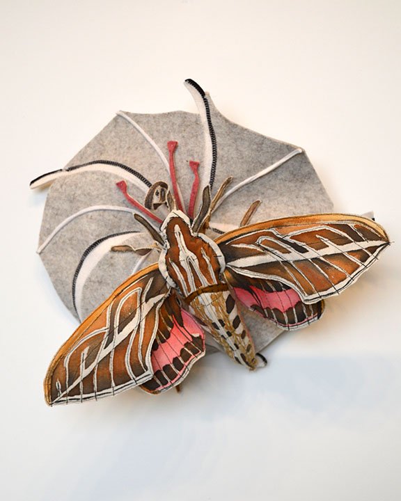 Sphinx Moth