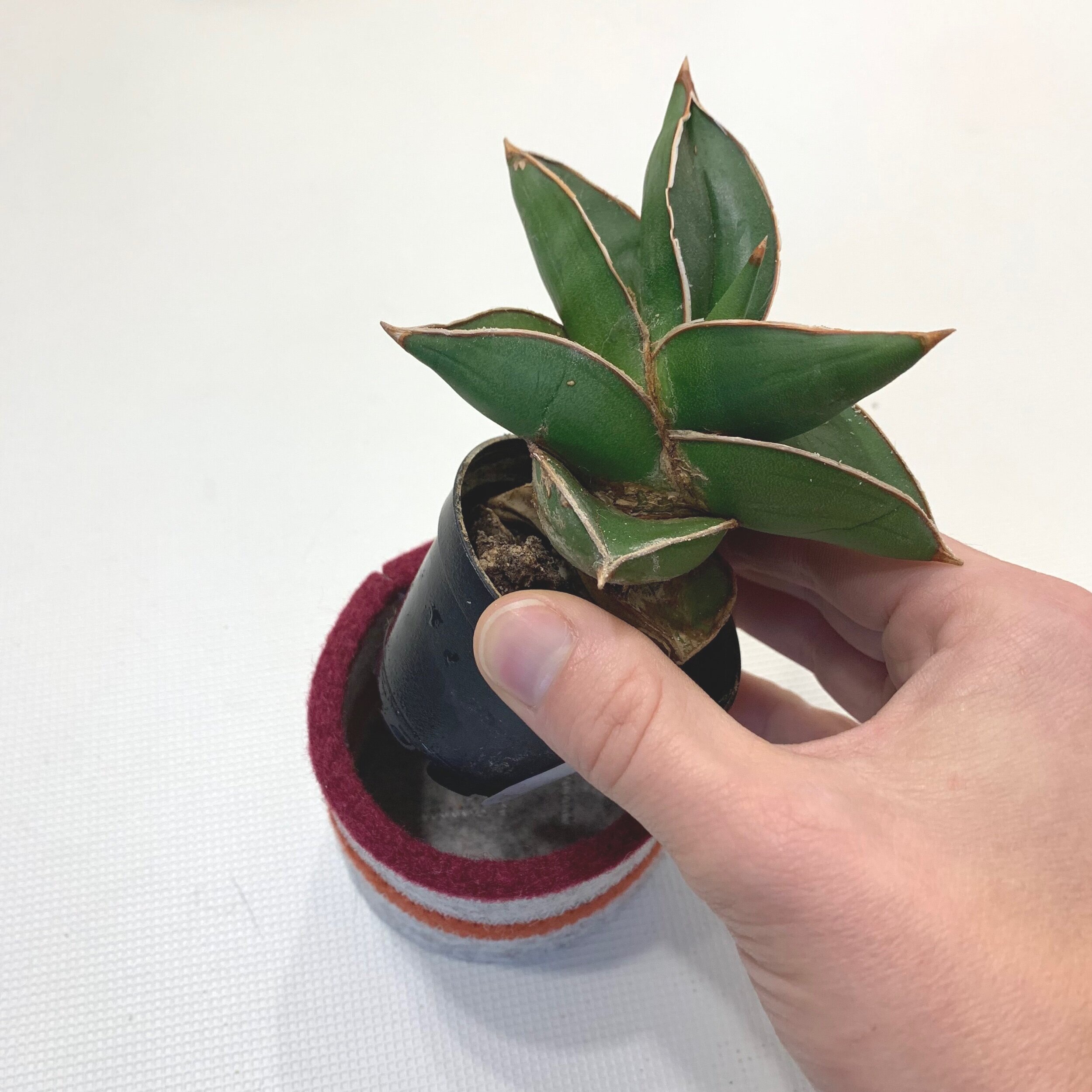 D3E9AA56-2A2F-4AFA-BD62-4C04B8D57594