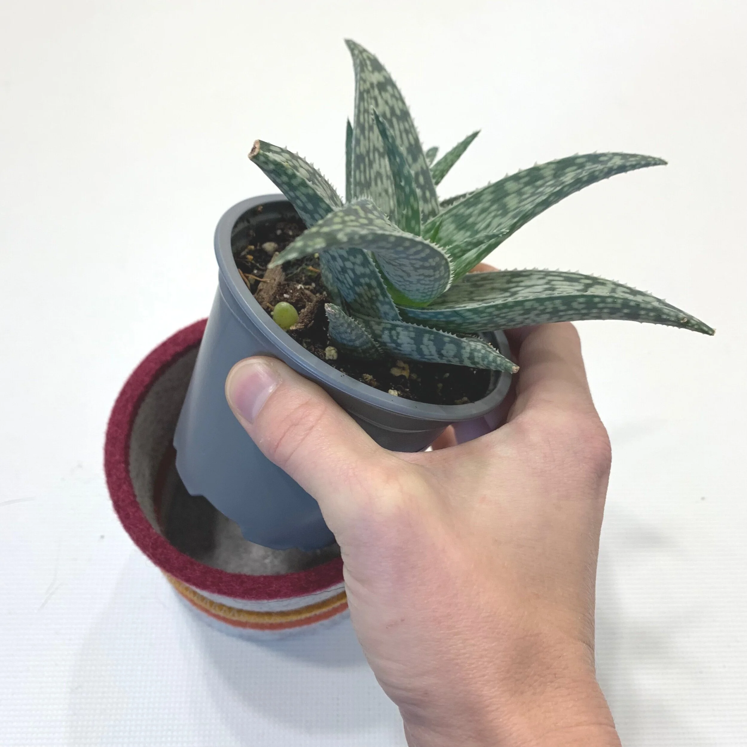 B0DB79D8-4FEF-4377-8A51-EFFDCD99AD97