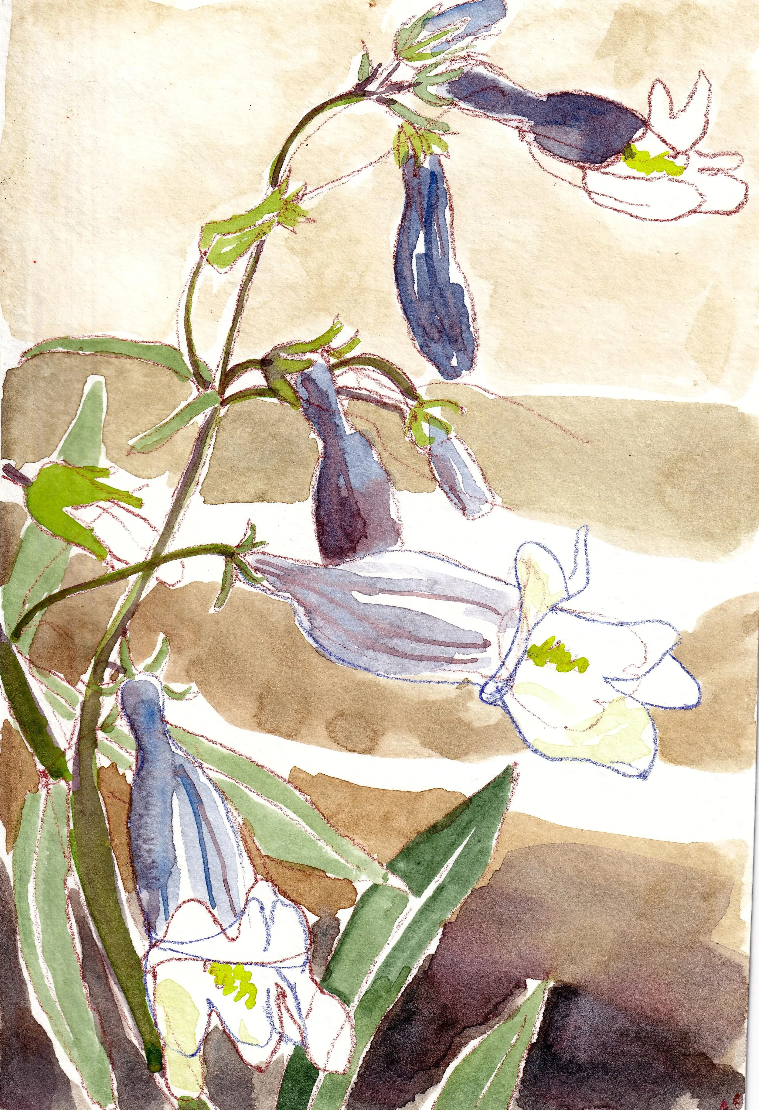 homegrown-_20250601_0003.jpg