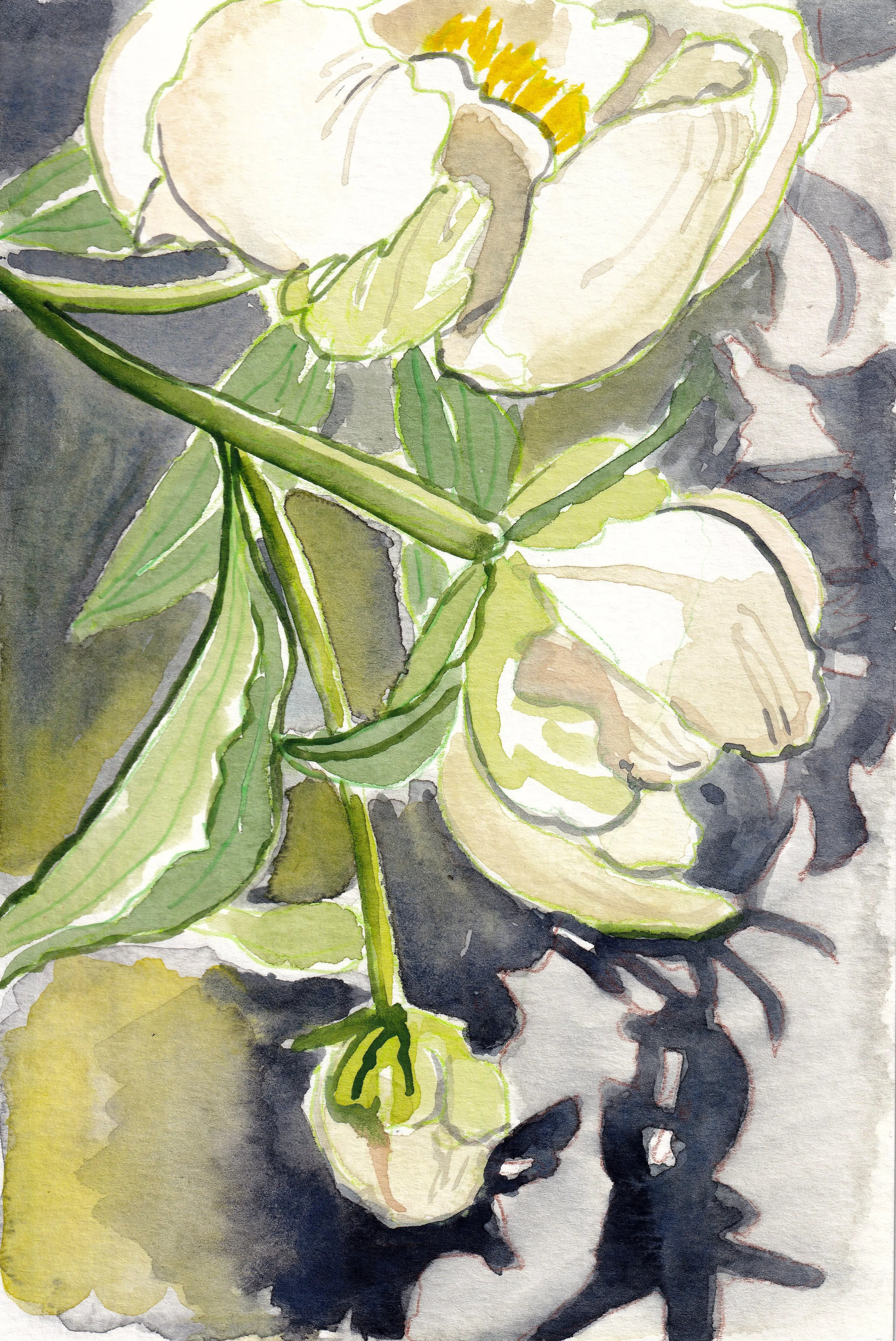 homegrown-_20250601_0012.jpg