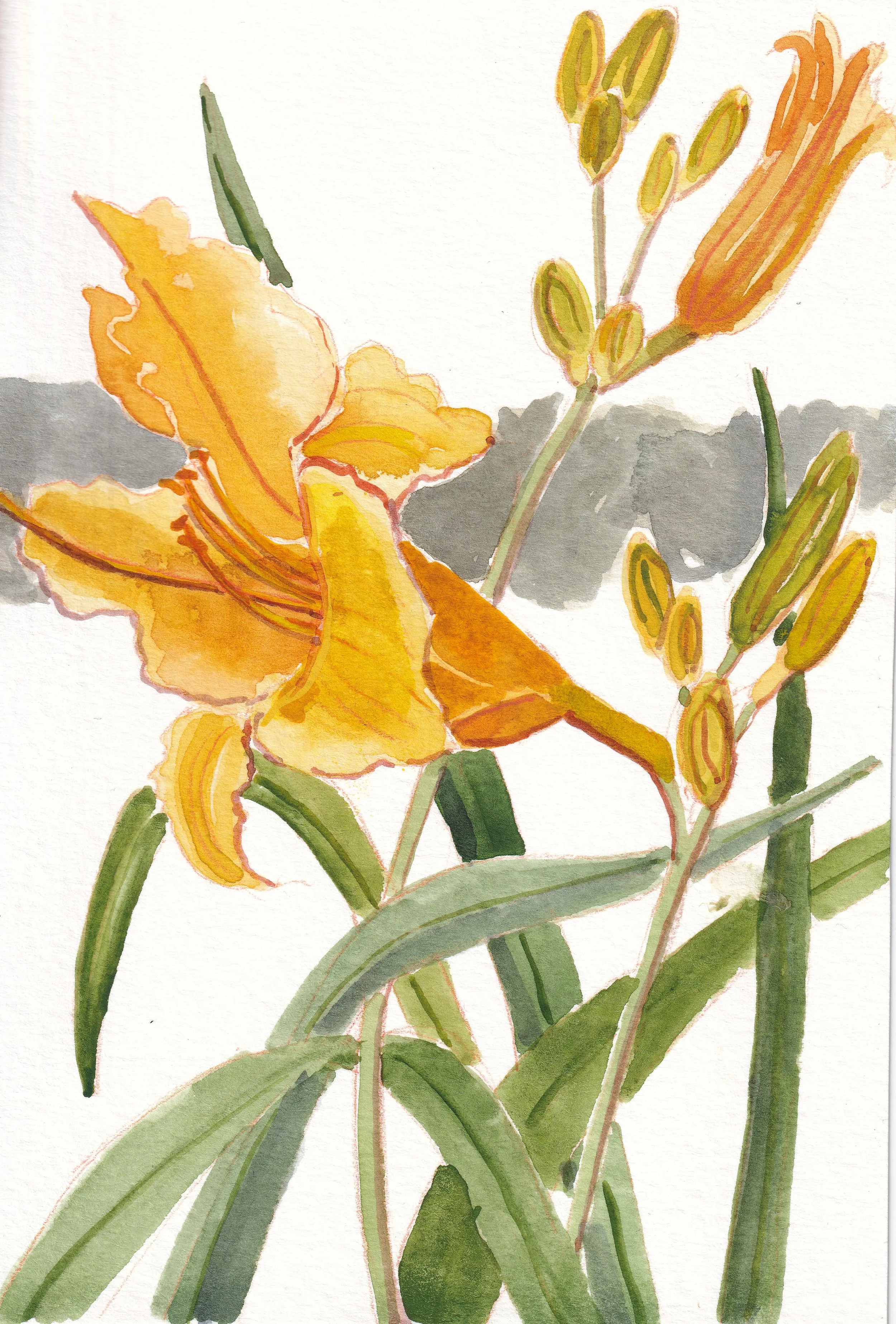 homegrown-_20250601_0016.jpg