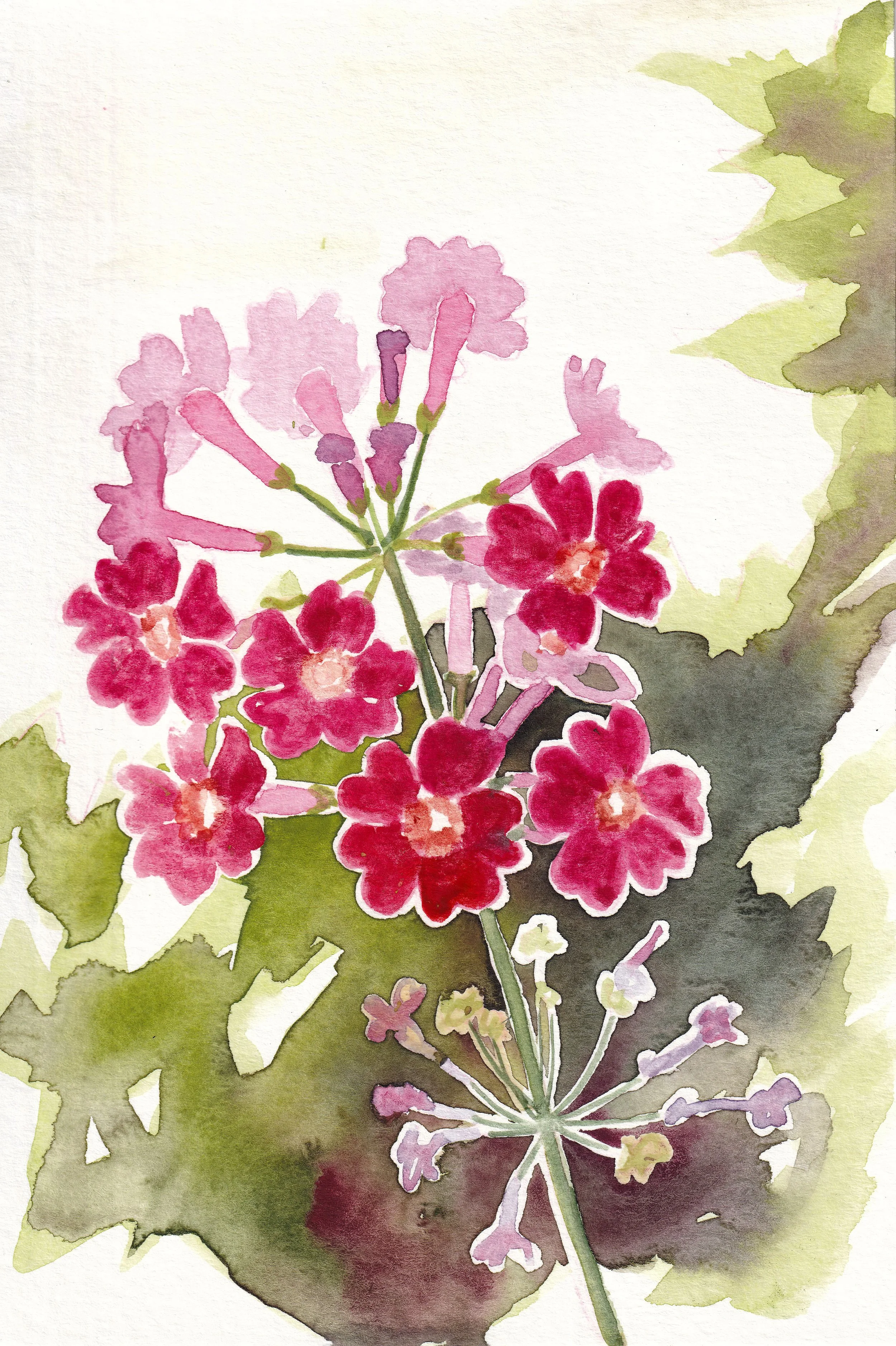 homegrown-_20250601_0018.jpg