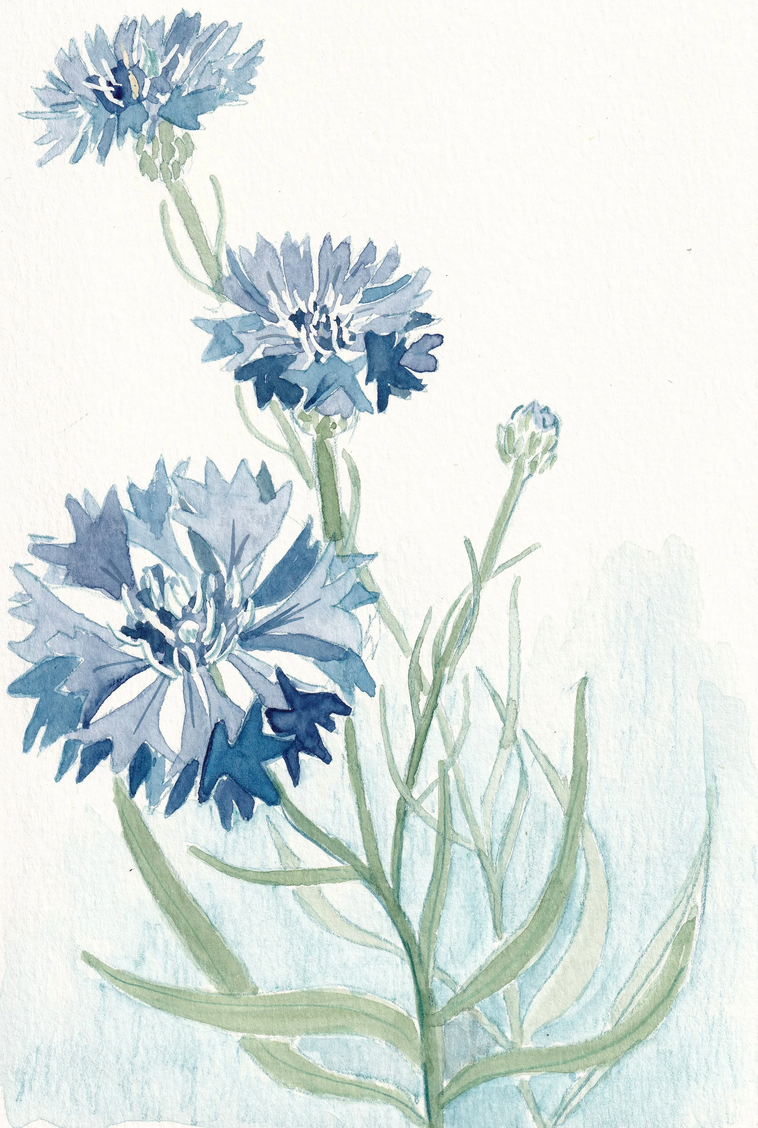 homegrown-_20250601_0027.jpg