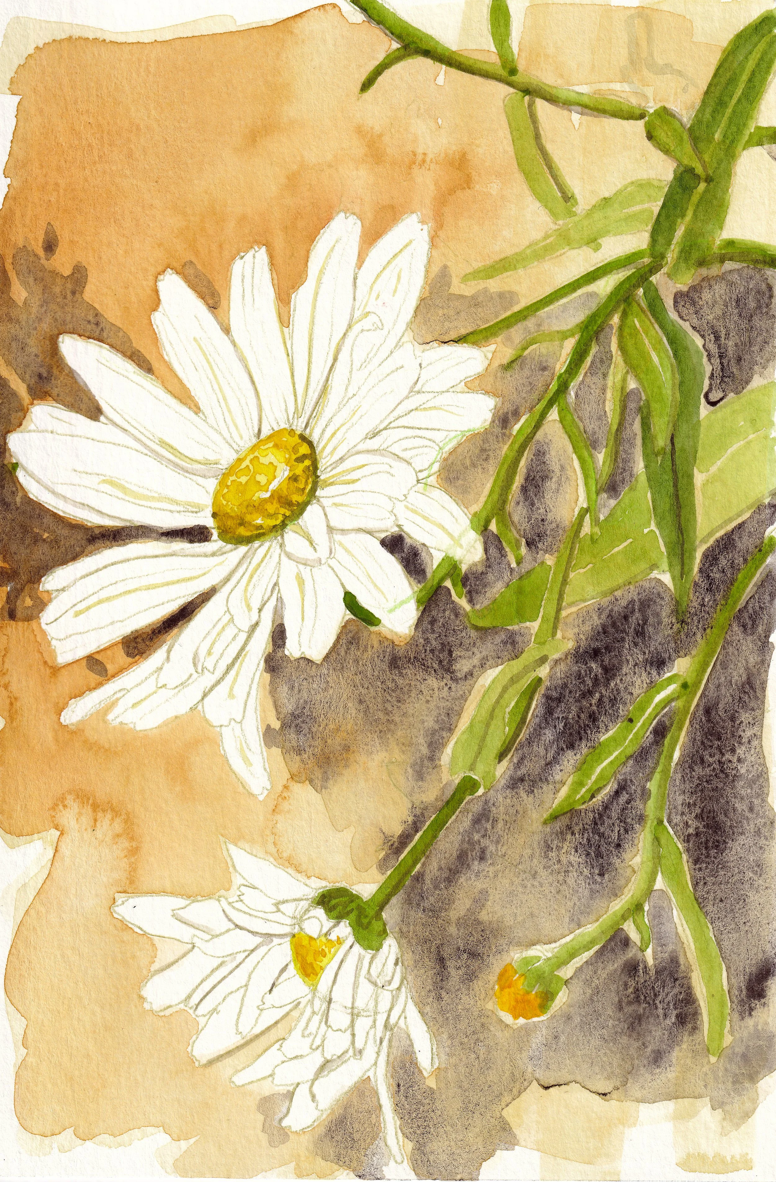 homegrown-_20250601_0030.jpg