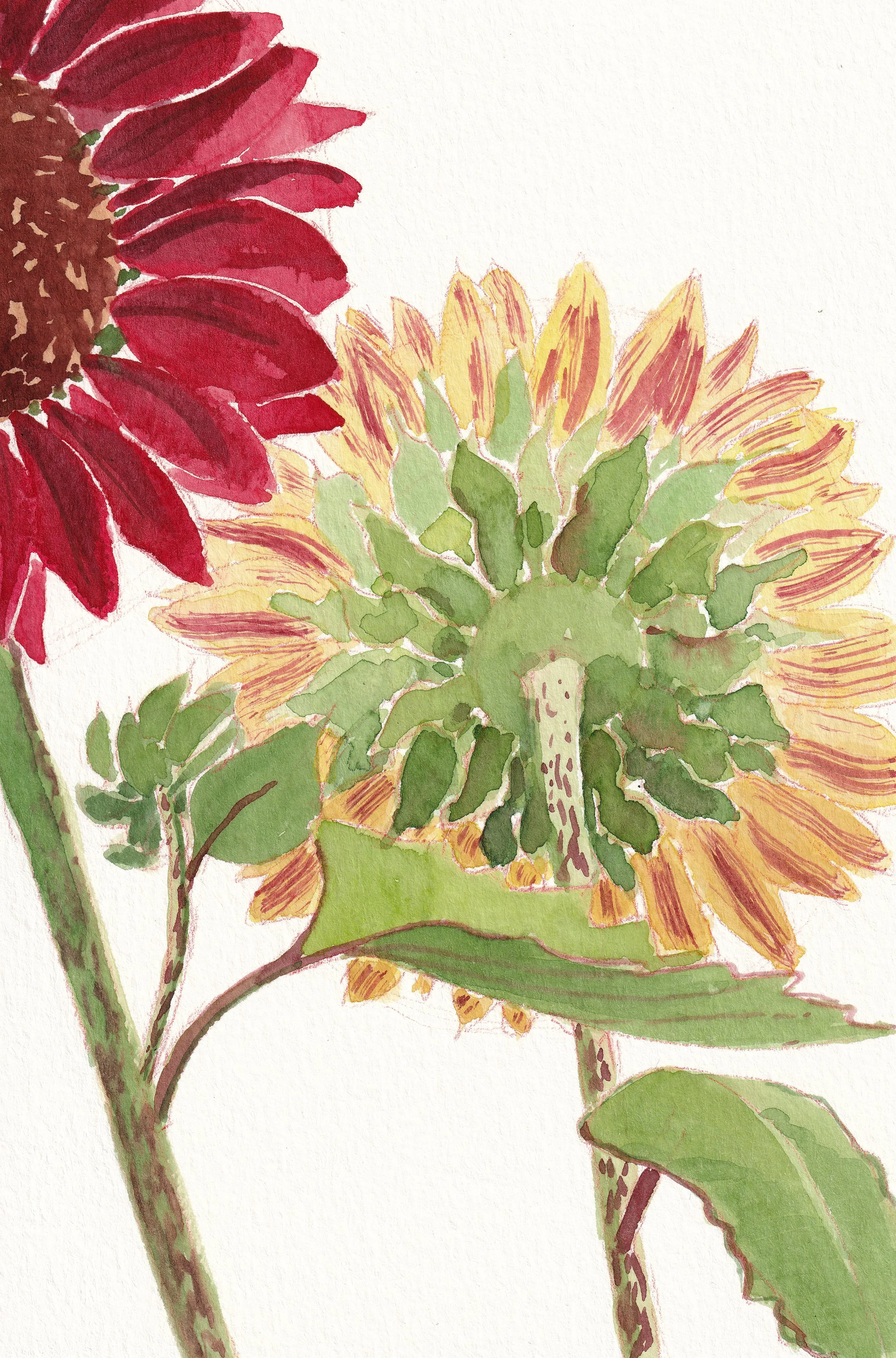 homegrown-_20250603_0060.jpg