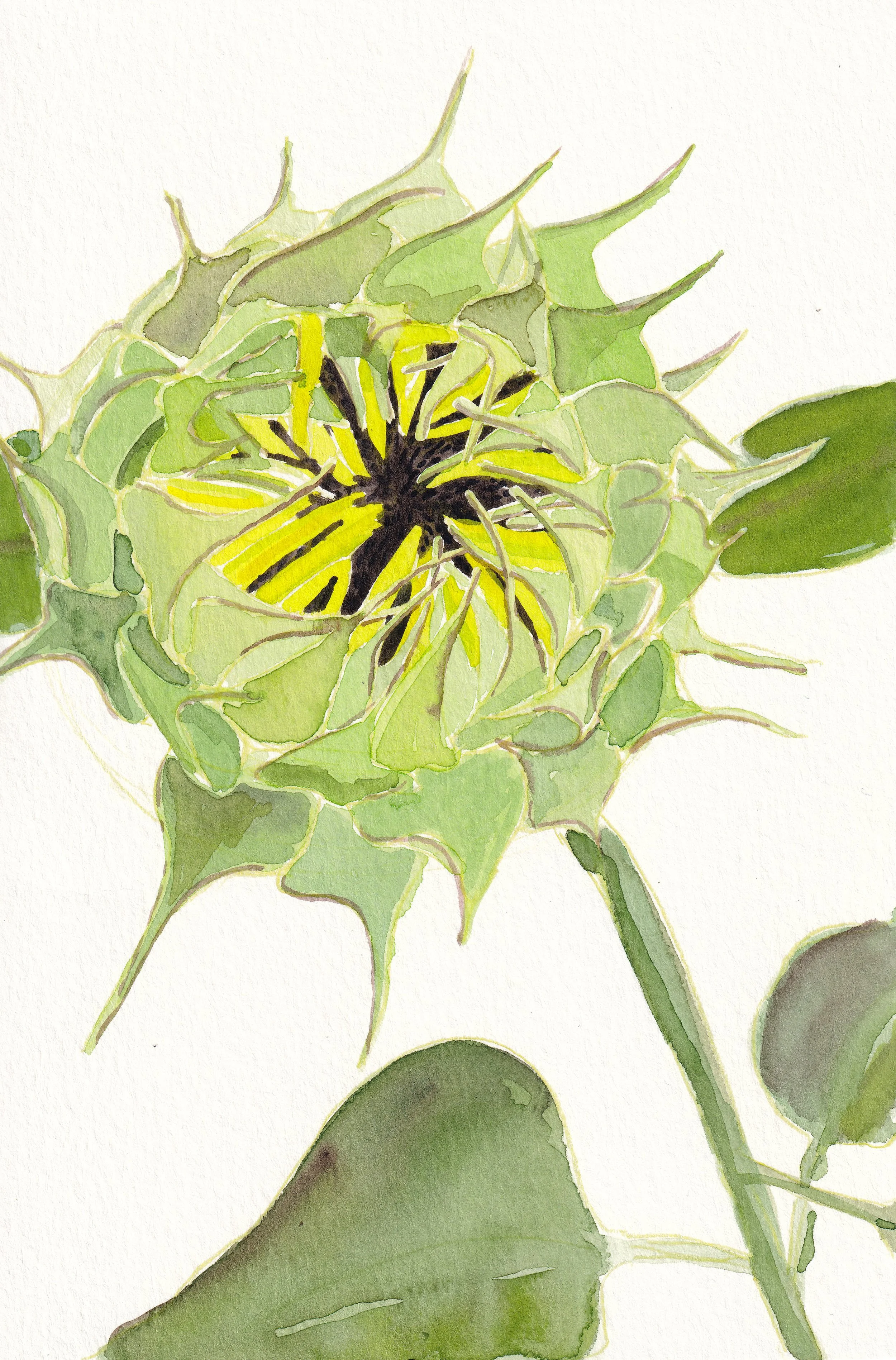 homegrown-_20250605_0063.jpg