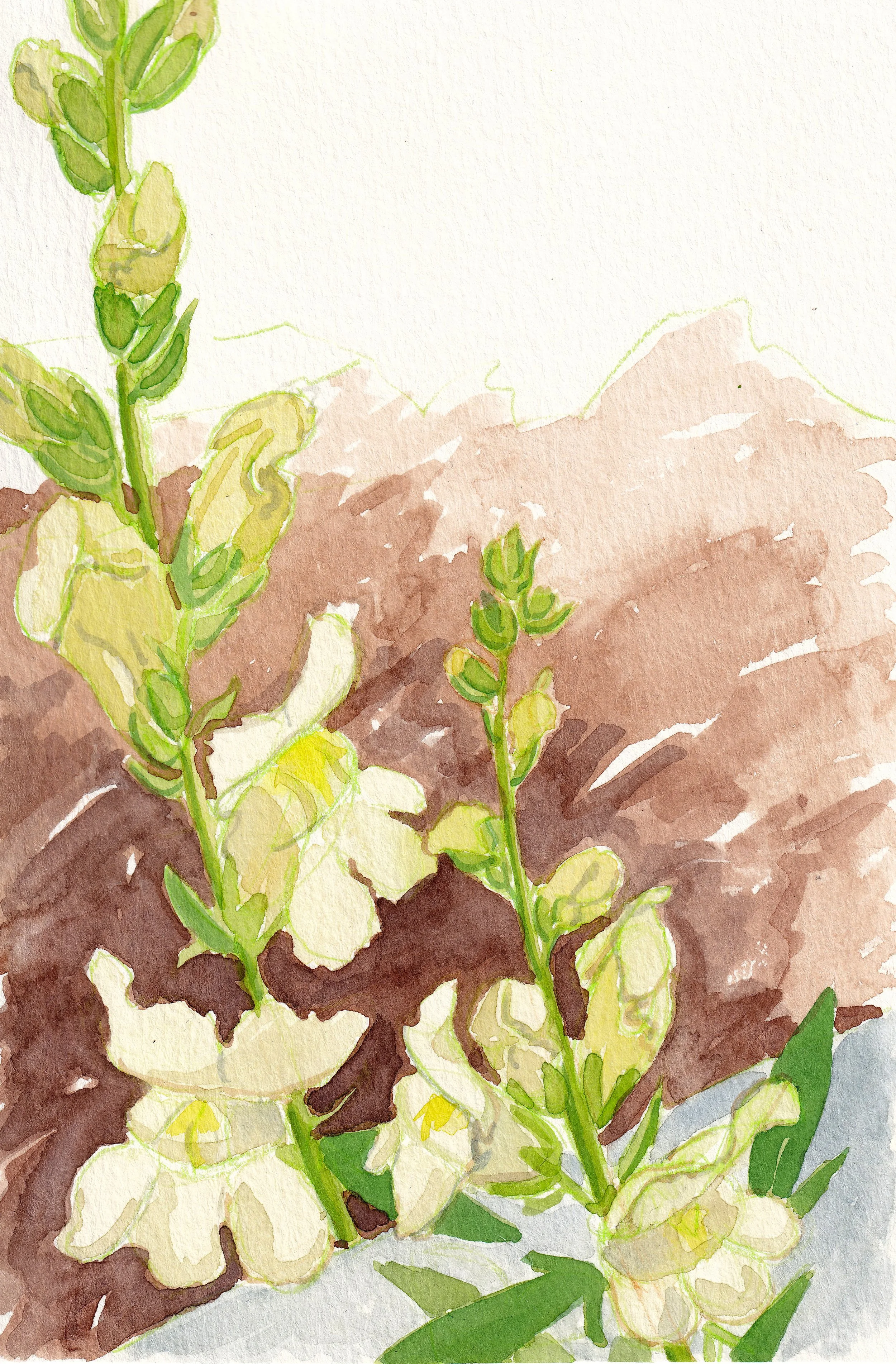 homegrown-_20250605_0069.jpg
