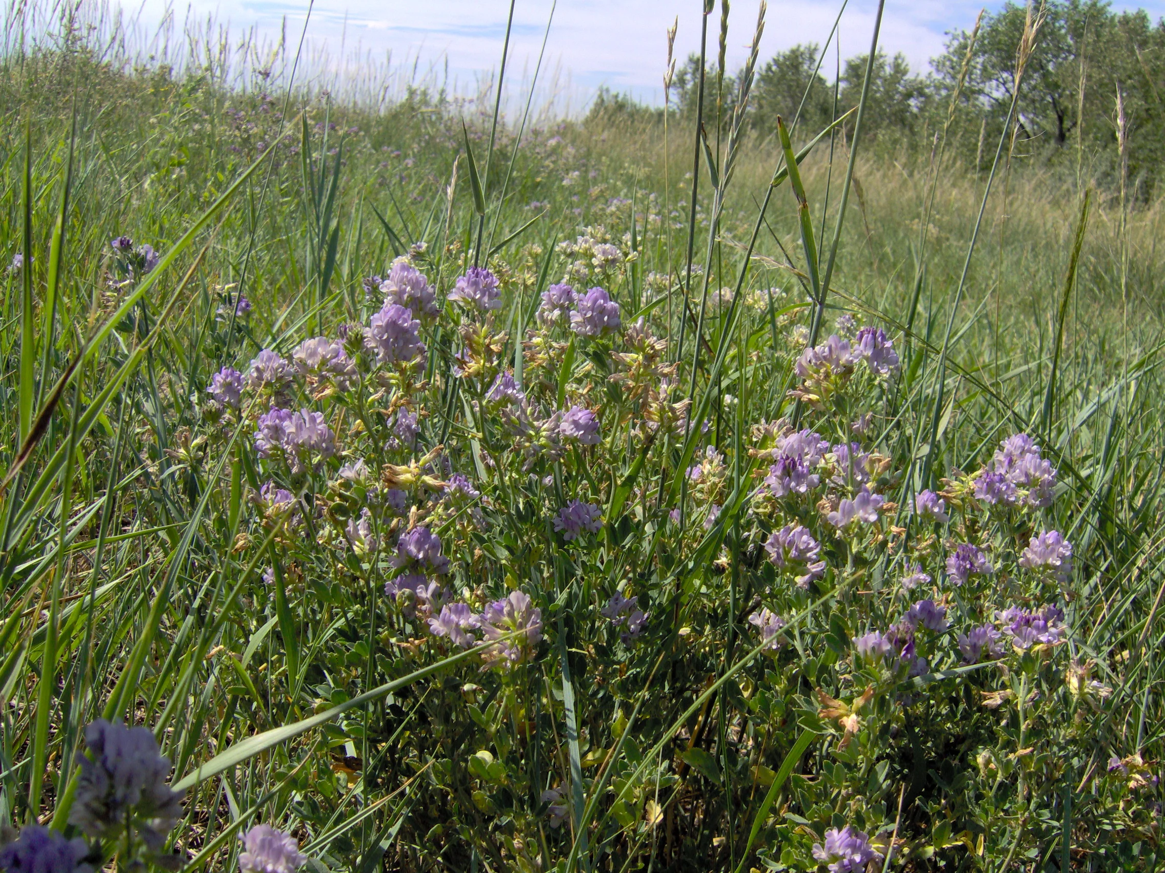 Alfalfa