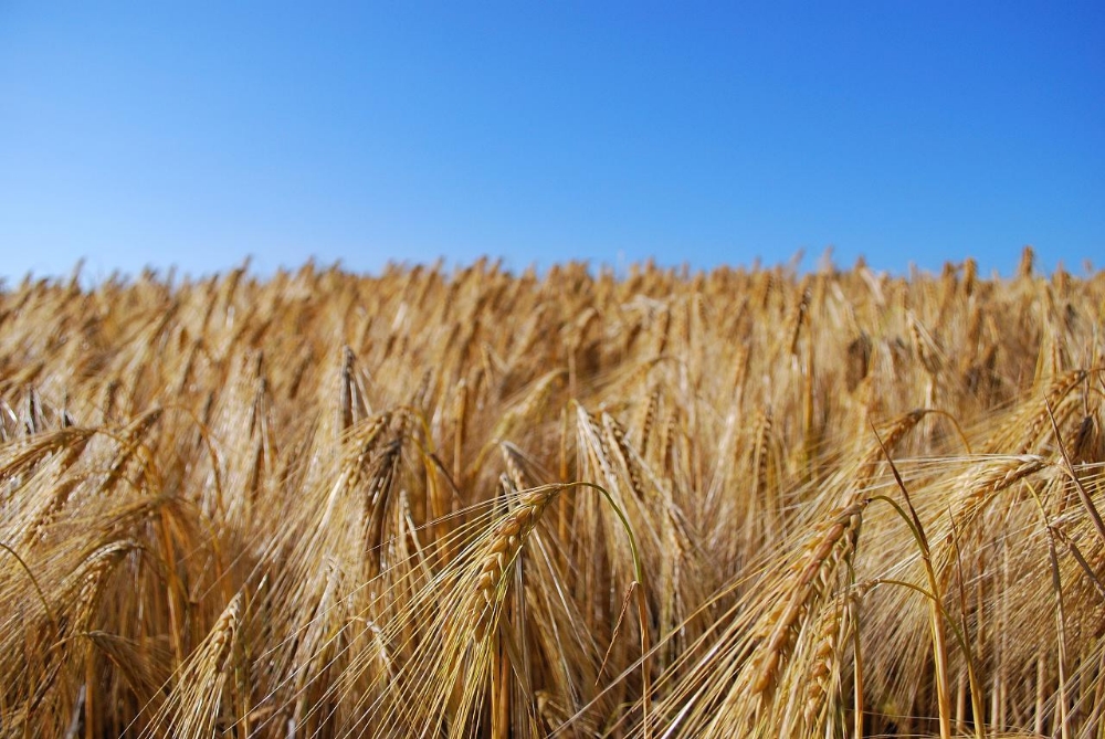 Barley