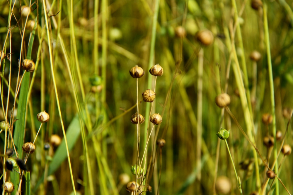 Flax