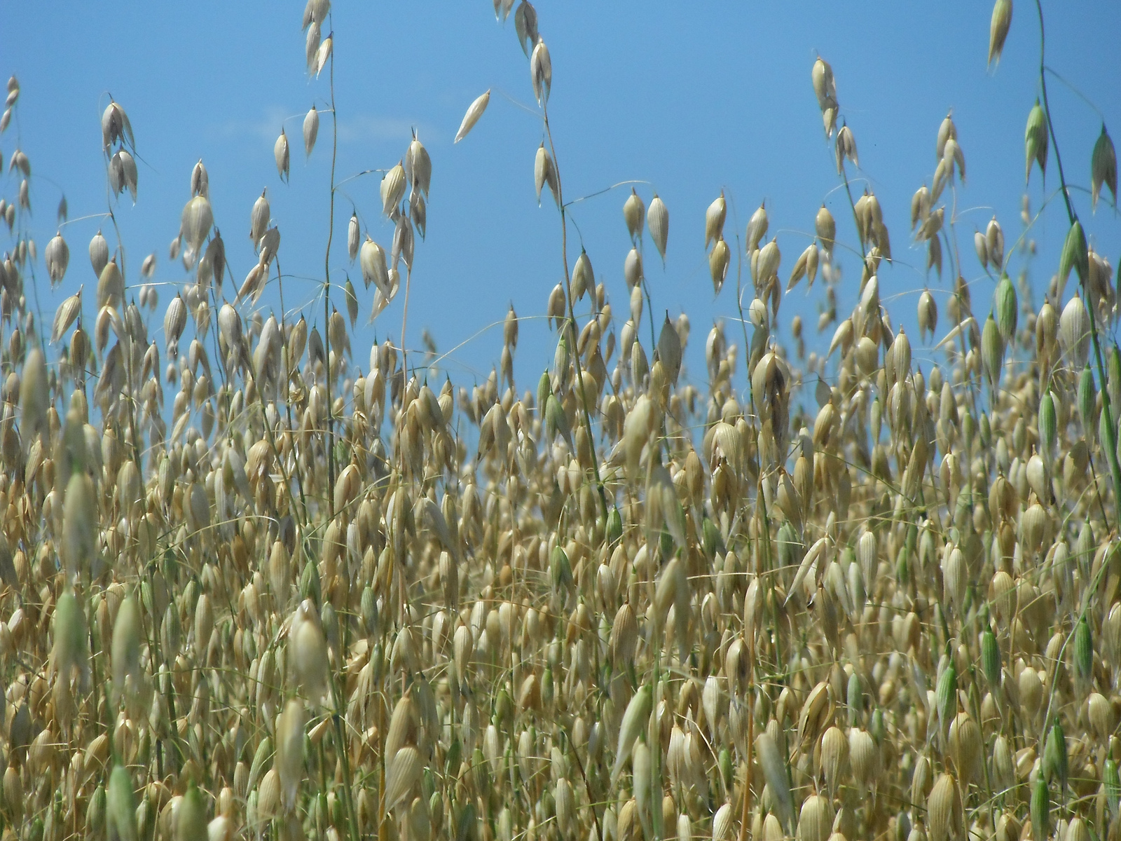 Oats