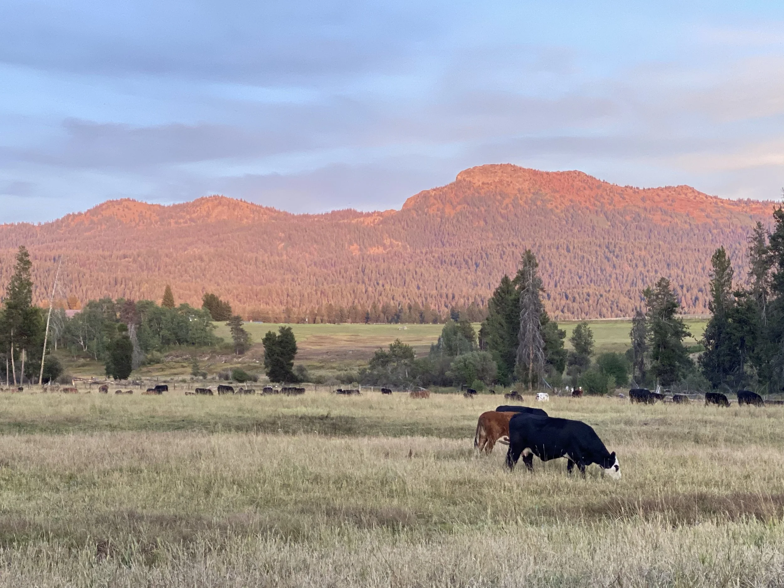 Palliative Care: Hibernation