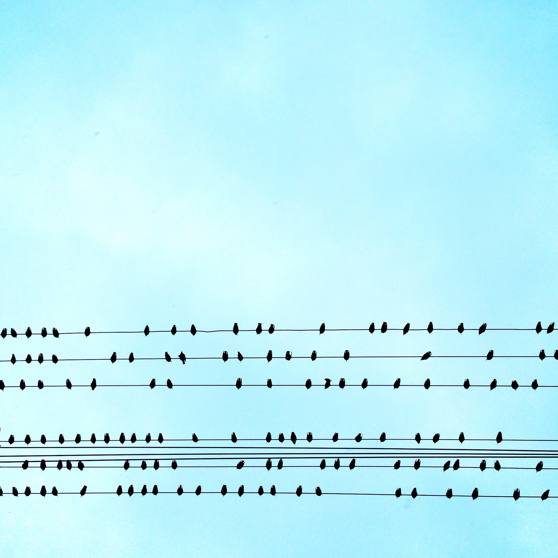 Bird Series. 