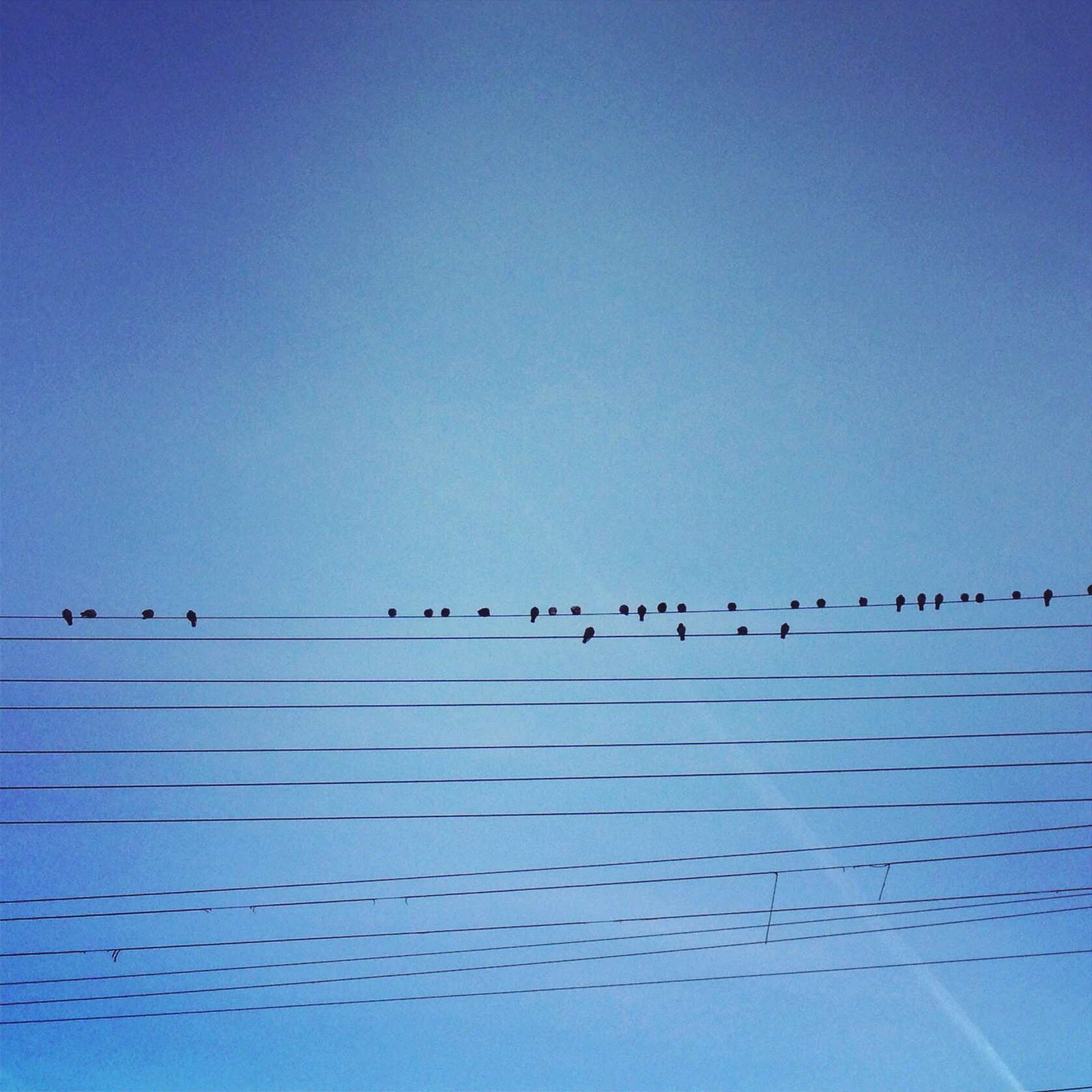 Bird Series. 