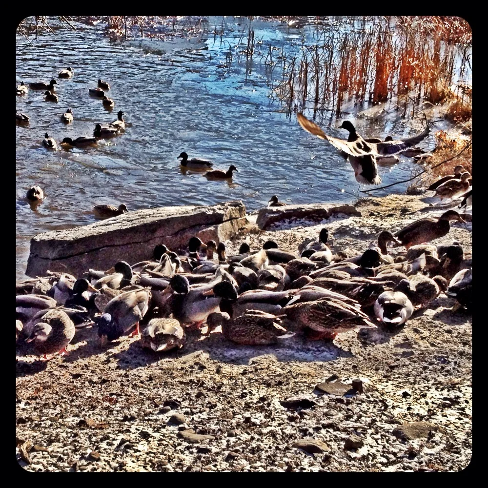 Ducks. 