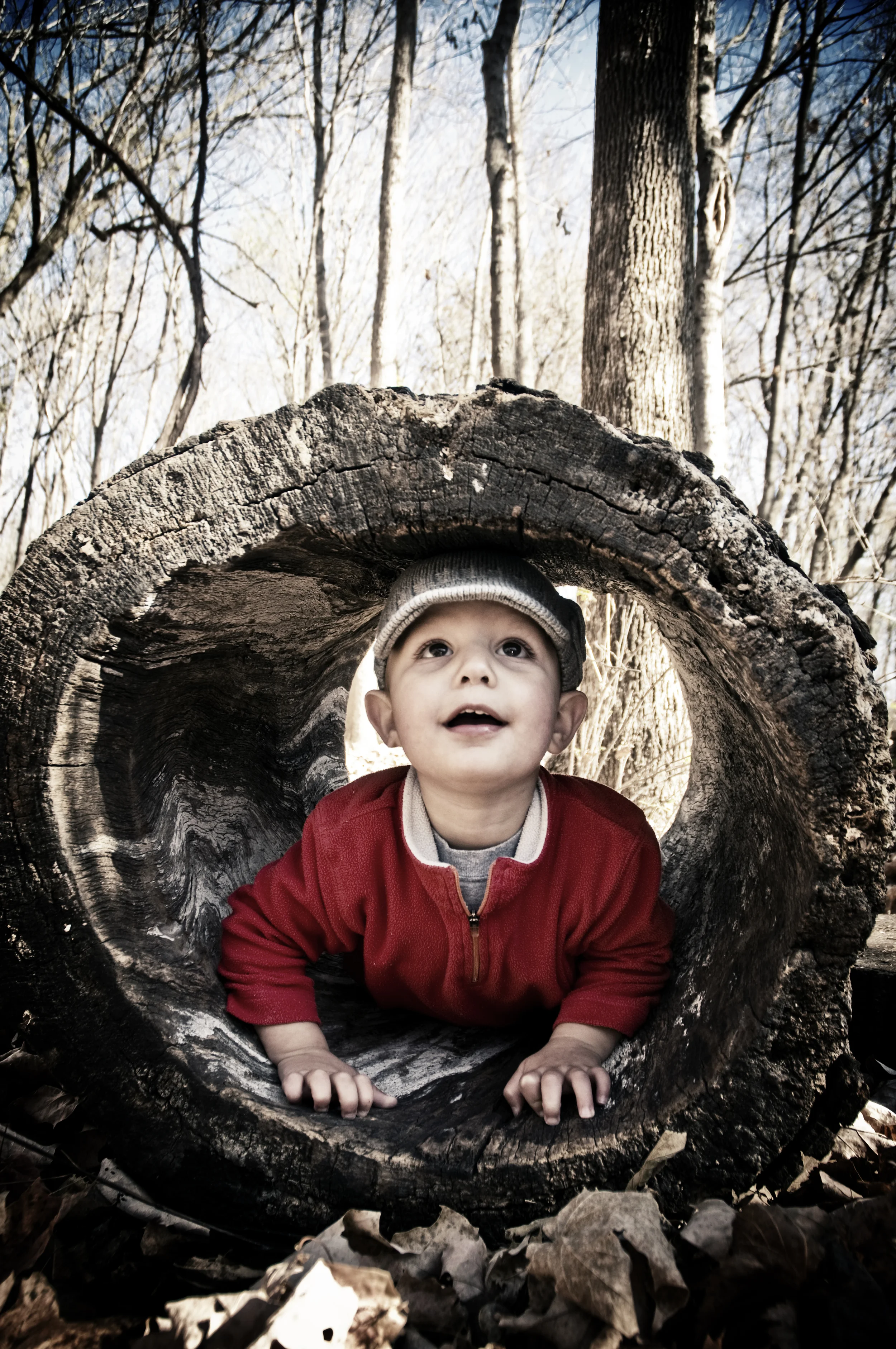 Grey Playing At The Nature Center