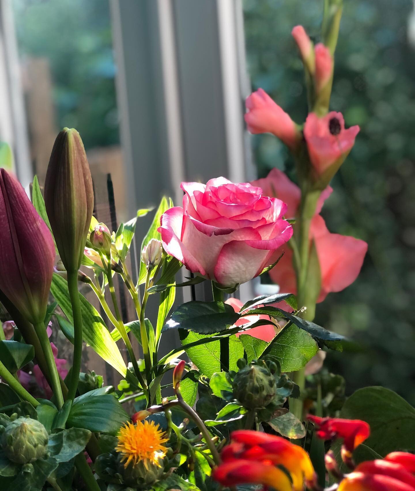 Evening sun shines on my bday flowers from @ramonyx 😍✨💜💫🧡💕🌸
.
.
.
.
.
.
.
#flowers #bunchofflowers #flowerbunch #multicolour #multicolourflowers #eveningsun #eveningsunshine #rose #sunnyrose #birthdayflowers #bdayflowers