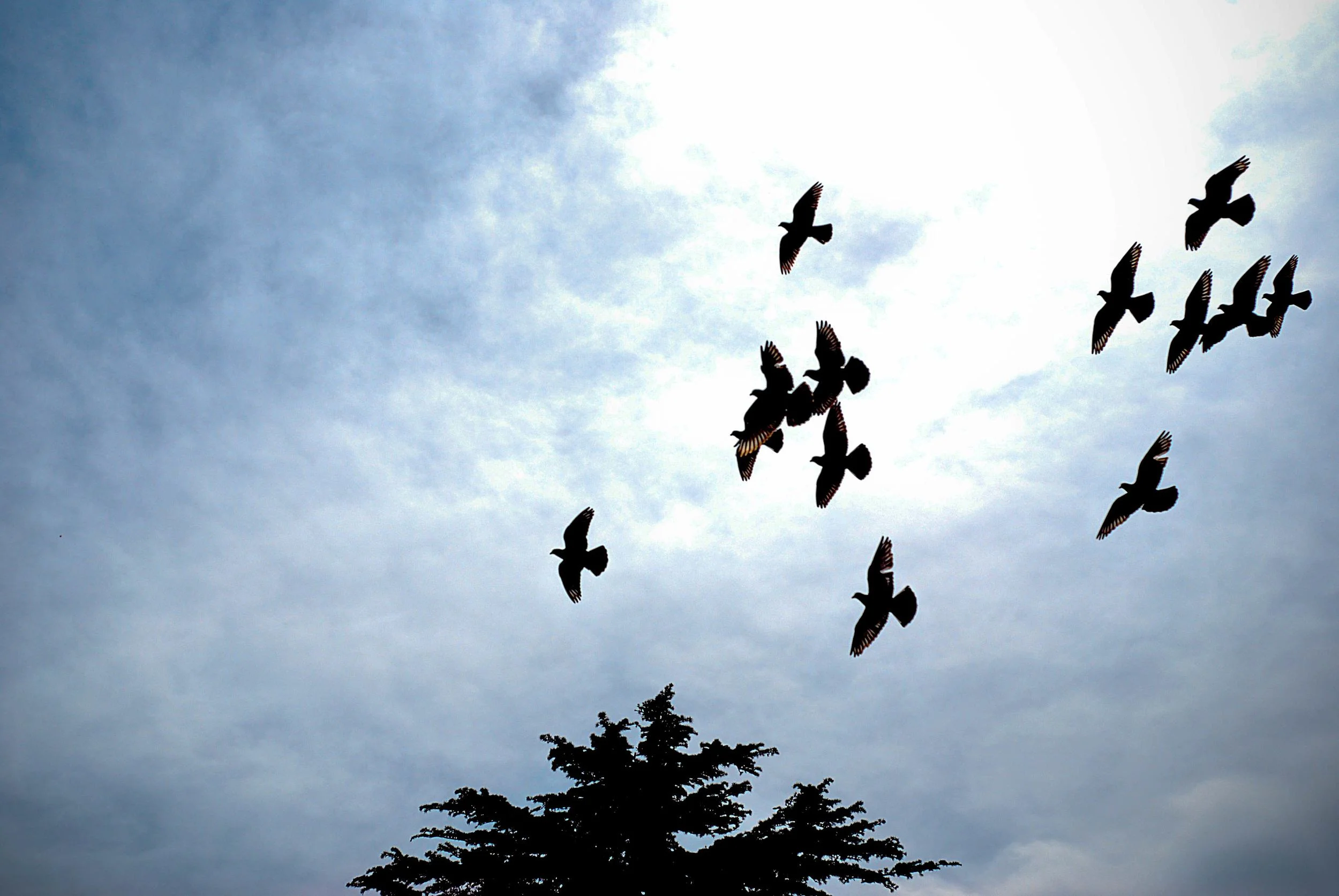 Birds-and-Tree-Small.jpg