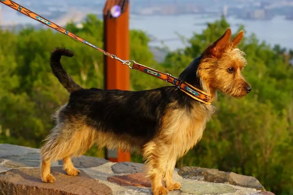 Of course, we have to start with Emma with her deerskin lined Keeper Collar with Arizona ribbon