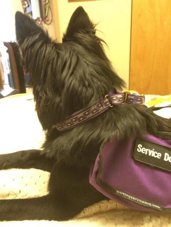 This is Gidheon with a Lavender leather lined Purple and Lilac Metallic Leaf ribbon that matches his service dog vest very nicely.