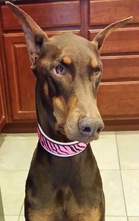 Renny with a Pink leather lined collar with Pink Zebra ribbon