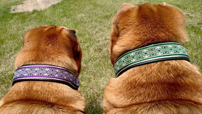 Ever and Zephyr looking stylish with Double Leather collars. Purple Diamonds for Ever and Green Diamonds for Zephyr