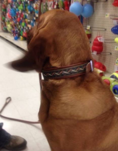 Remington, the bloodhound, is so excited about his leather lined Basket Weave he can hardly hold still.