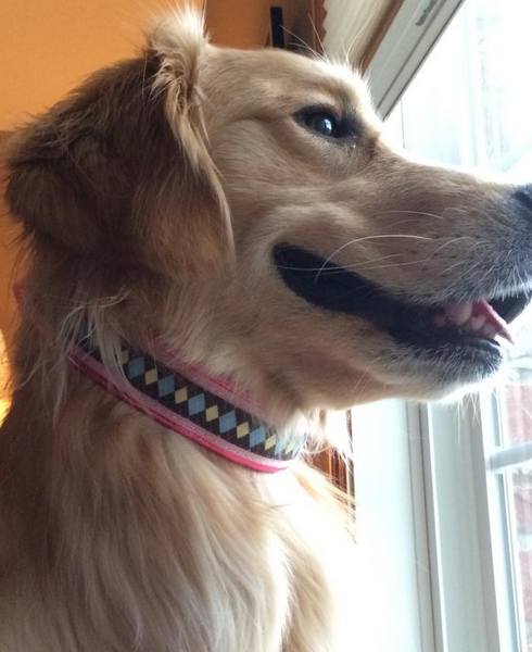 Hey, Stella! Don't you look sweet in your Blue and Yellow Argyle with Pink leather.