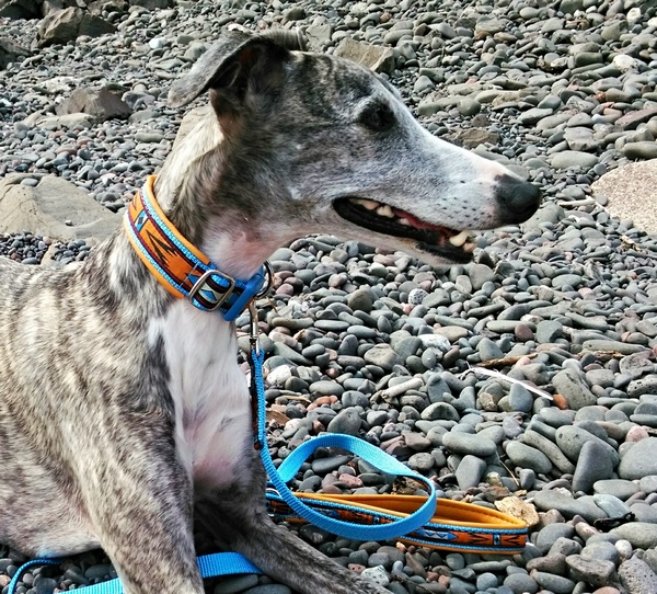 Lucy looking good in her matching collar and lead with the Arizona ribbon