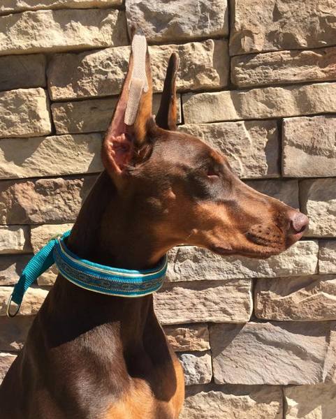 Aria in turquoise