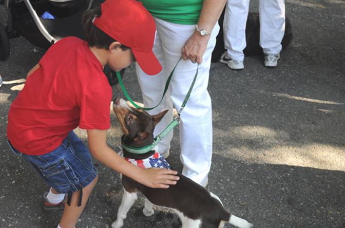 Fynn marching in a Labor Day parade with his matching collar and lead