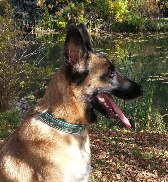 Abby in her Green Diamonds Collar